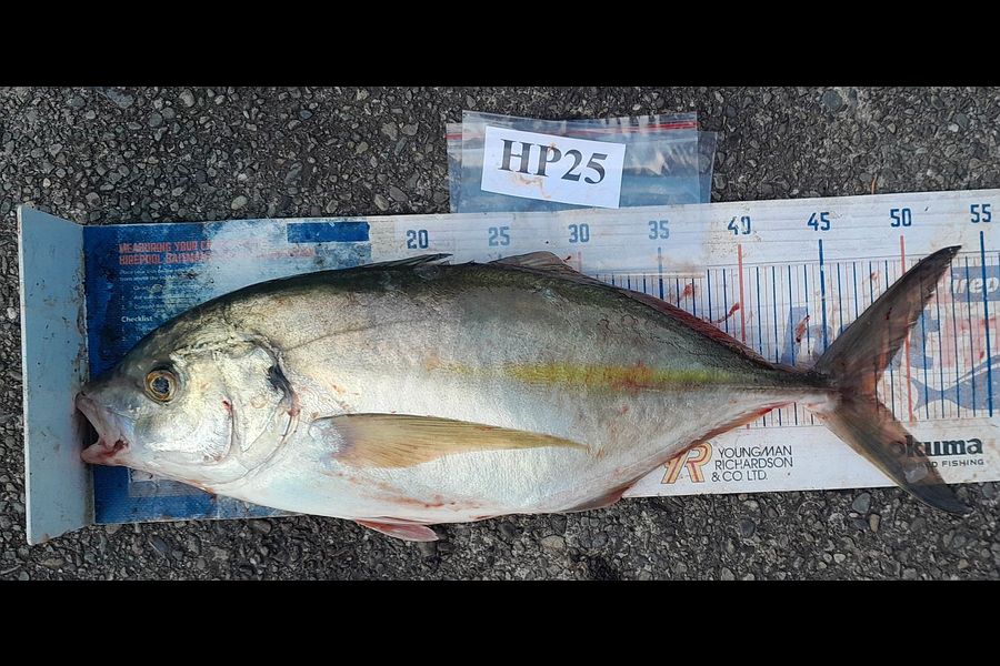 Leigh Page caught this 48.0cm Trevally at Wellington during The Export NZ Fishing Competition