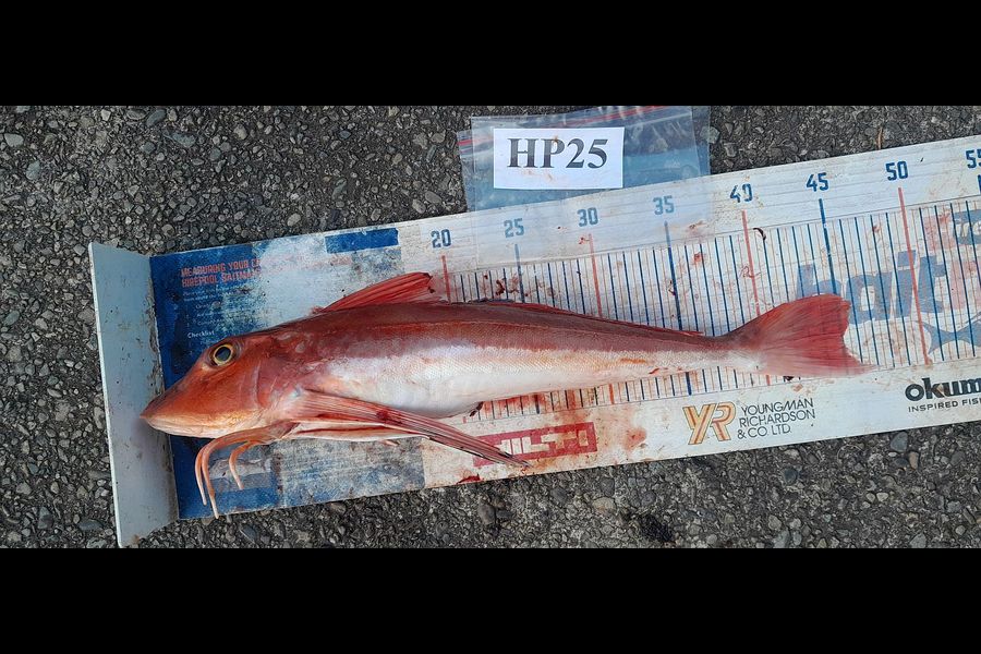 Leigh Page caught this 45.0cm Gurnard at Wellington during The Export NZ Fishing Competition