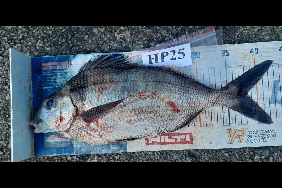 Leigh Page caught this 38.5cm Tarakihi at Wellington during The Export NZ Fishing Competition