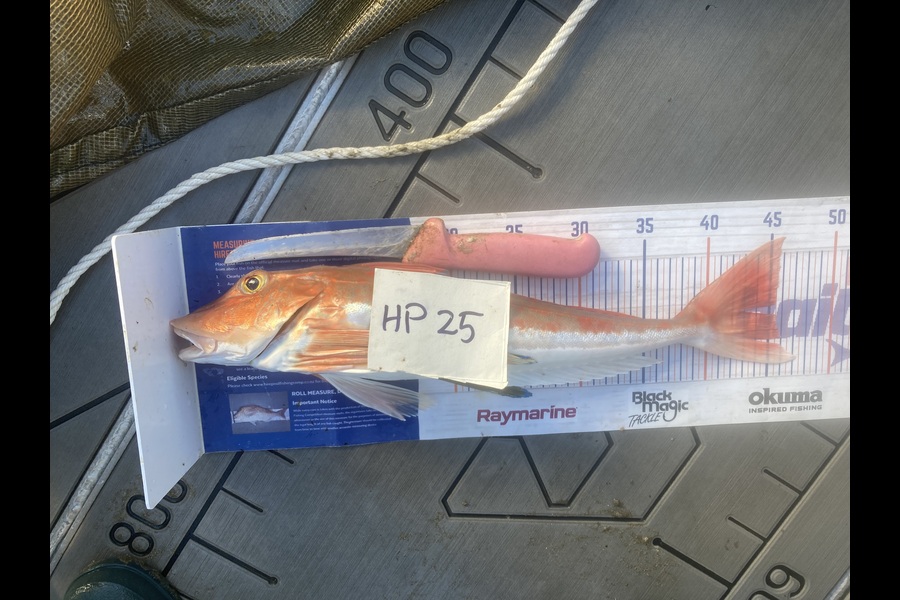 David Monagan caught this 45.5cm Gurnard at Hawkes Bay during The Export NZ Fishing Competition