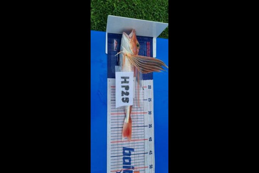 Ian Rouse caught this 38.5cm Gurnard at Hawkes Bay during The Export NZ Fishing Competition