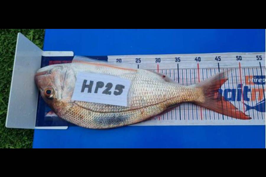 Ian Rouse caught this 44cm Snapper at Hawkes Bay during The Export NZ Fishing Competition
