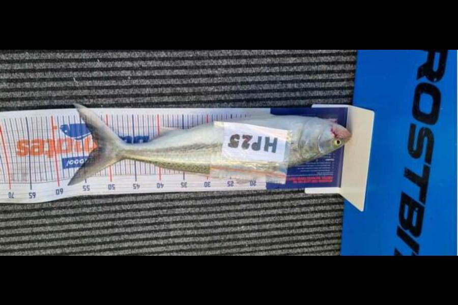 Daryl Lincoln caught this 52.0cm Kahawai at Hawkes Bay during The Export NZ Fishing Competition
