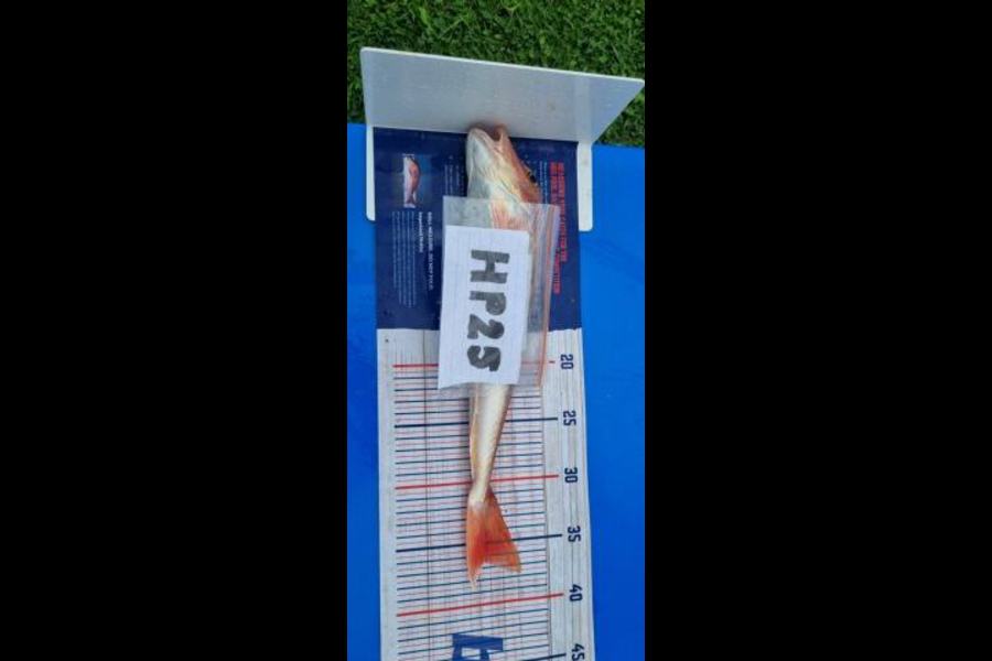 Daryl Lincoln caught this 36.5cm Gurnard at Hawkes Bay during The Export NZ Fishing Competition