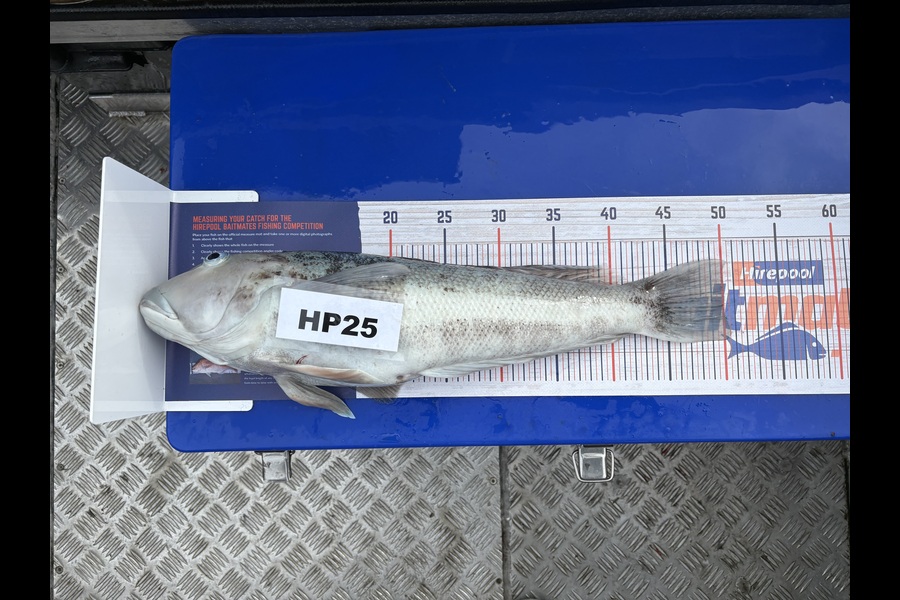 Deborah Powell caught this 50.0cm Blue Cod at Canterbury during The Export NZ Fishing Competition