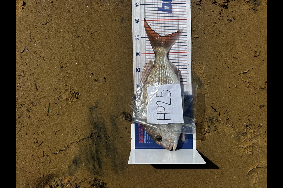 Matthew Graham caught this 35.0cm Snapper at Auckland during The Export NZ Fishing Competition