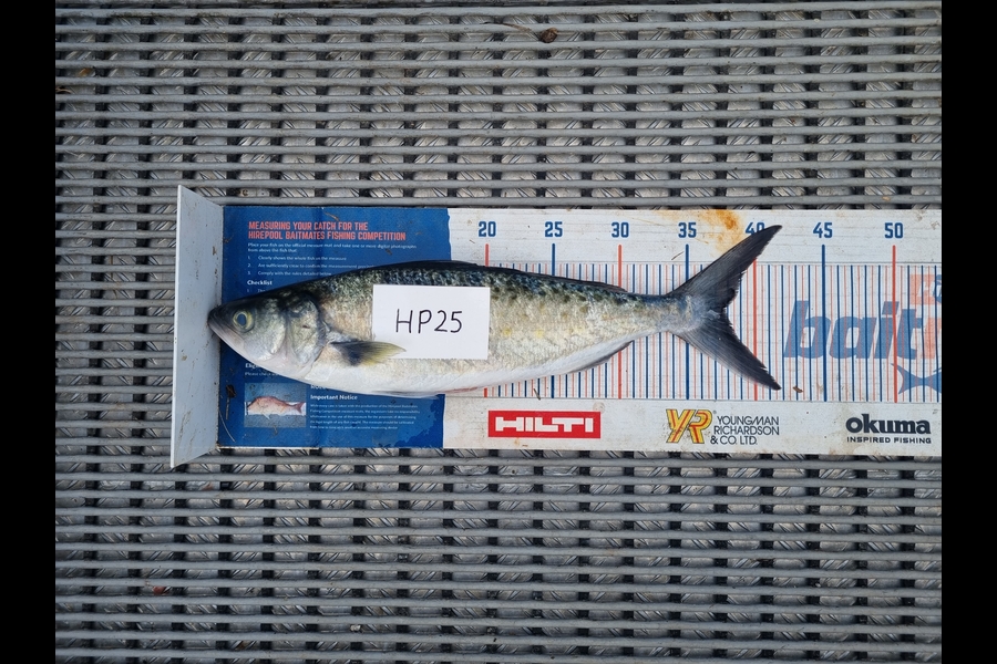 Jayden Emtage caught this 37.5cm Kahawai at Northland during The Export NZ Fishing Competition