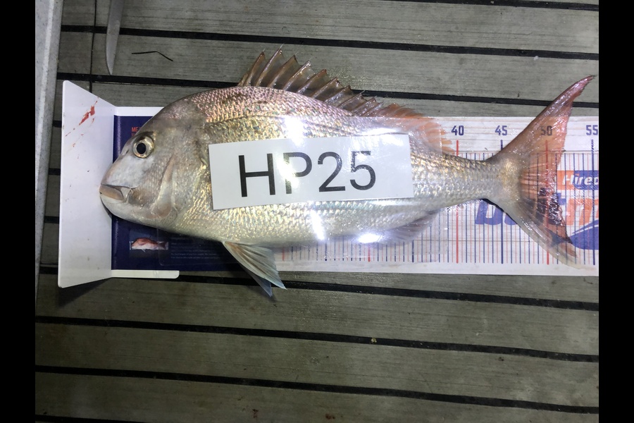 Stephanus Greyling caught this 51.0cm Snapper at Bay of Plenty during The Export NZ Fishing Competition