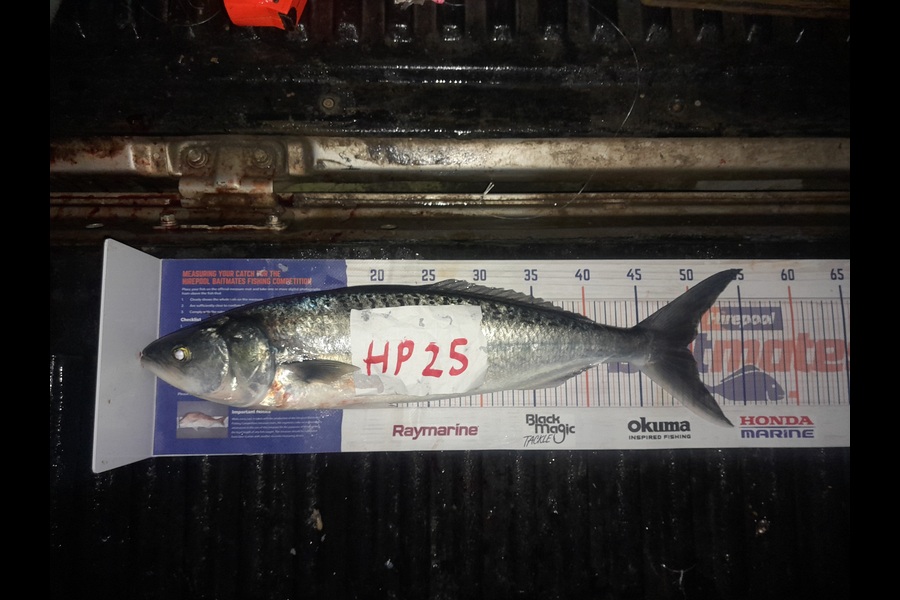 Glenn Morphett caught this 49.0cm Kahawai at Northland during The Export NZ Fishing Competition