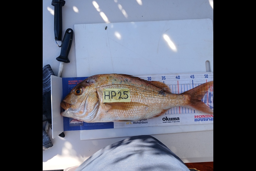 David Cosgrove caught this 47.0cm Snapper at Bay of Plenty during The Export NZ Fishing Competition