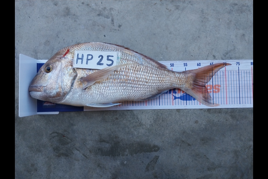Henry Smith caught this 62.0cm Snapper at Northland during The Export NZ Fishing Competition