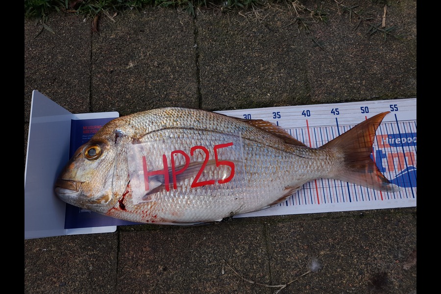 Gareth Mouat caught this 49.0cm Snapper at Bay of Plenty during The Export NZ Fishing Competition