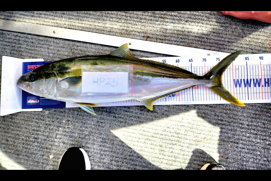 Caleb Van Dragt caught this 76.0cm Kingfish at Bay of Plenty during The Export NZ Fishing Competition