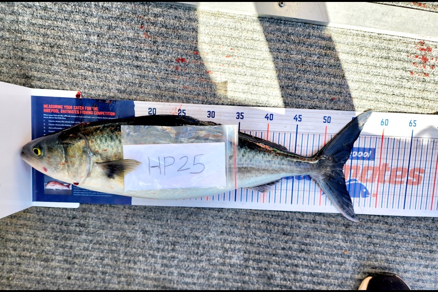 Caleb Van Dragt caught this 53.5cm Kahawai at Bay of Plenty during The Export NZ Fishing Competition