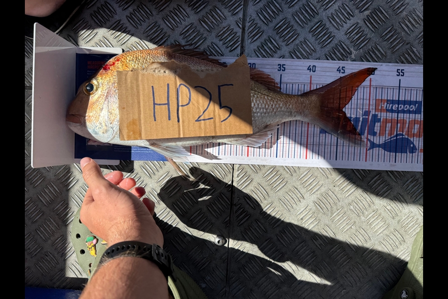 Hamish Sutherland caught this 45.5cm Snapper at Northland during The Export NZ Fishing Competition