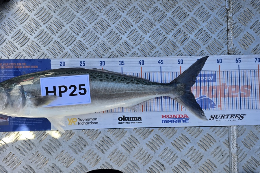 Brock Coddington caught this 52.5cm Kahawai at Auckland during The Export NZ Fishing Competition