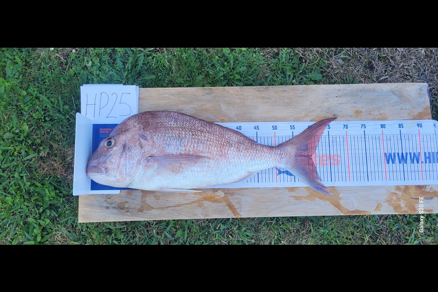 Ricky  Blanken caught this 59.5cm Snapper at Northland during The Export NZ Fishing Competition