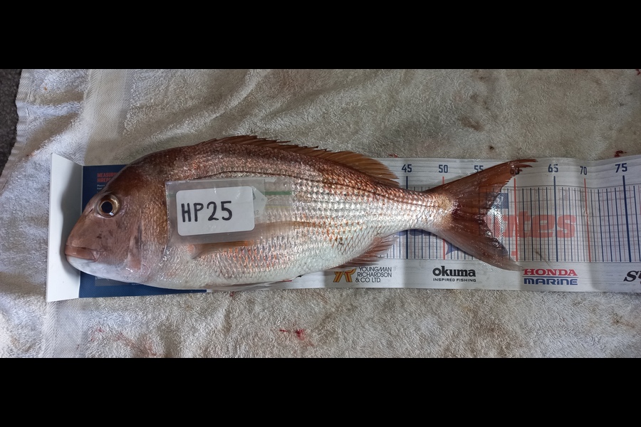 Kerry-Ann  Glover  caught this 55.5cm Snapper at Bay of Plenty during The Export NZ Fishing Competition