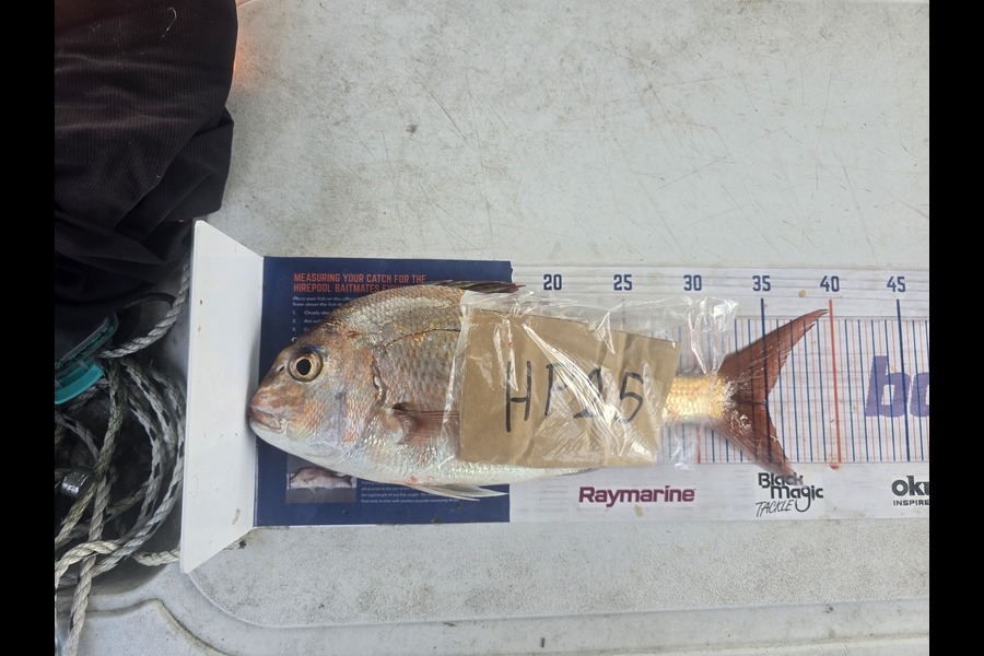 Frazer Hope caught this 35.0cm Snapper at Bay of Plenty during The Export NZ Fishing Competition