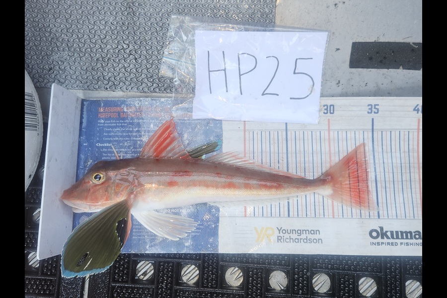 David Kovacs caught this 34.0cm Gurnard at Wellington during The Export NZ Fishing Competition