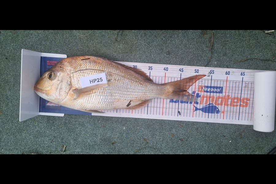 Tain Rookes caught this 47.0cm Snapper at Bay of Plenty during The Export NZ Fishing Competition