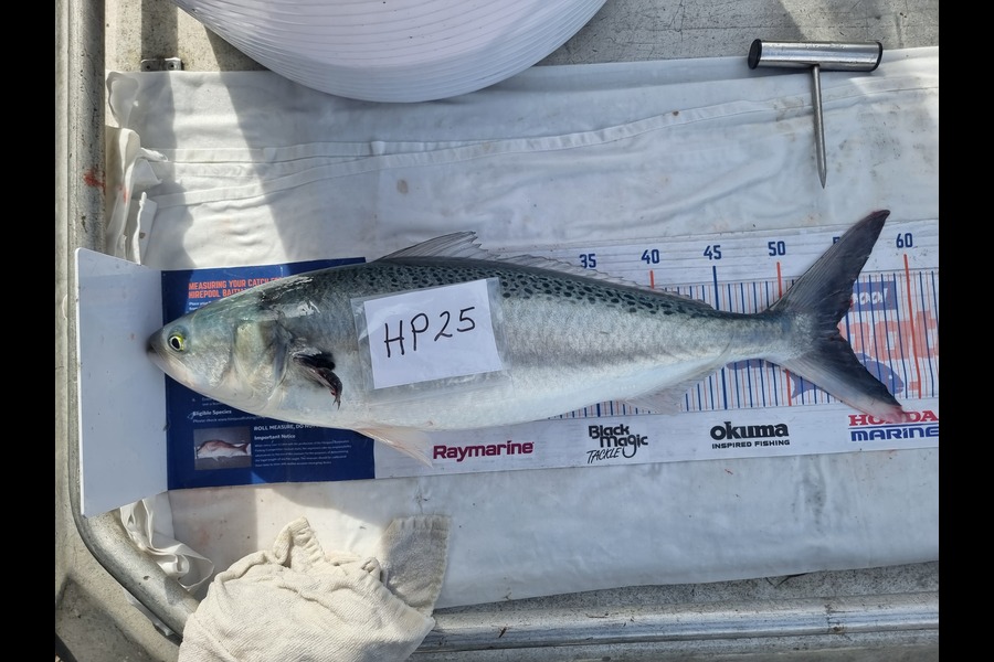 Phillip Rose caught this 54.0cm Kahawai at Nelson/Marlborough during The Export NZ Fishing Competition