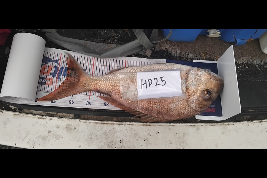 Sean Daniels  caught this 47cm Snapper at Northland during The Export NZ Fishing Competition