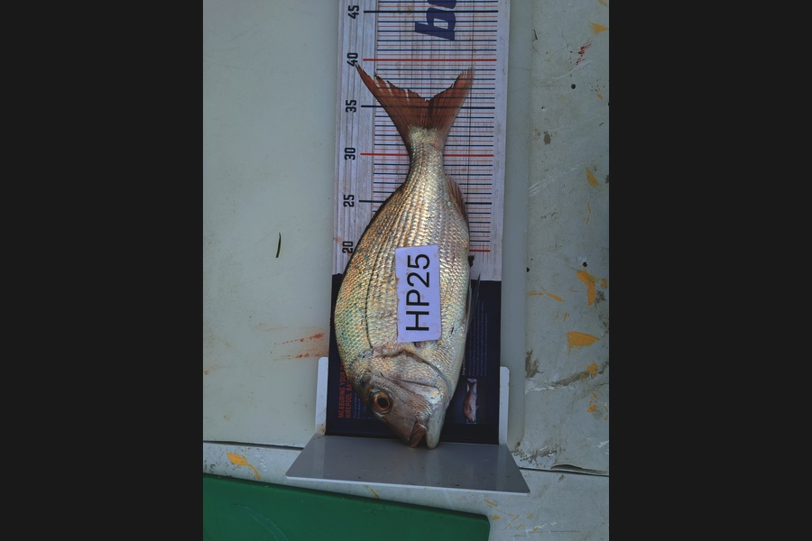 Ethan Madsen caught this 35.5cm Snapper at Bay of Plenty during The Export NZ Fishing Competition