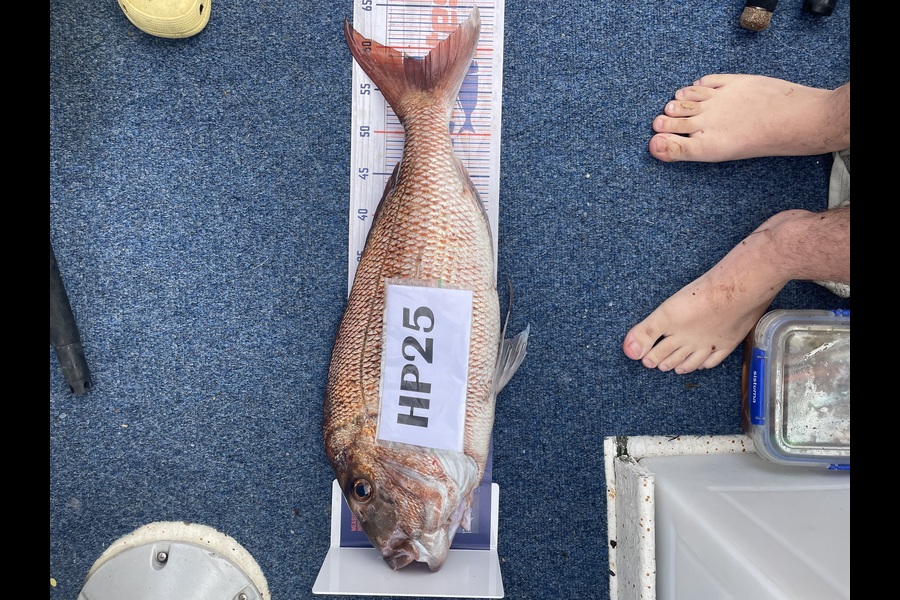 Benjamin Shortt caught this 58.5cm Snapper at Bay of Plenty during The Export NZ Fishing Competition