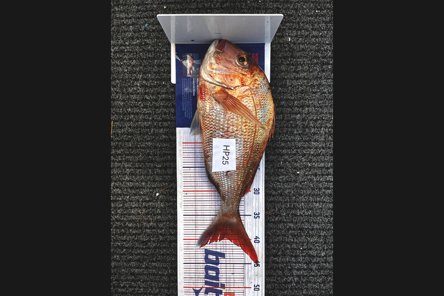 Brayden Wright caught this 39.5cm Snapper at Coromandel during The Export NZ Fishing Competition