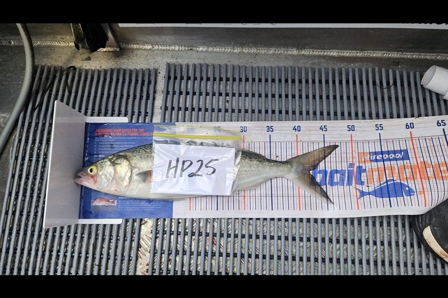 Isabel Vickers caught this 42.0cm Kahawai at Bay of Plenty during The Export NZ Fishing Competition