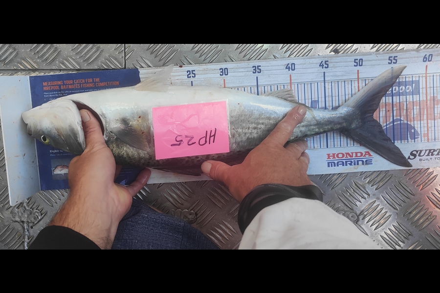 Adri Klopper caught this 51.5cm Kahawai at Northland during The Export NZ Fishing Competition