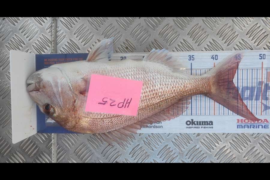 Adri Klopper caught this 44.0cm Snapper at Northland during The Export NZ Fishing Competition