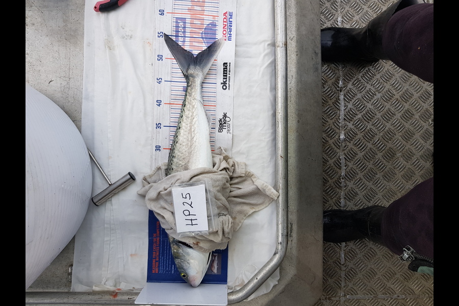 Carolyn Rose caught this 50.0cm Kahawai at Nelson/Marlborough during The Export NZ Fishing Competition