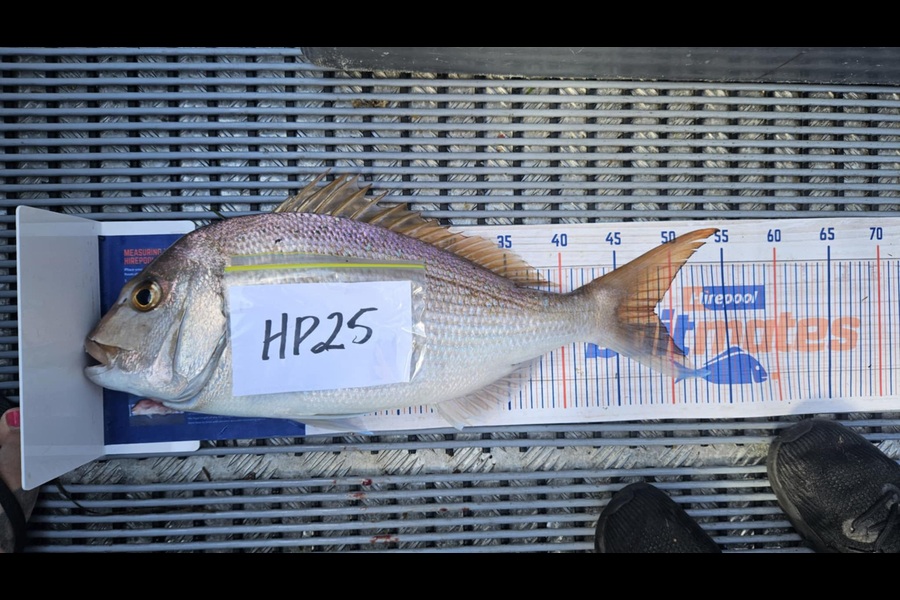 Wayne Vickers caught this 48.0cm Snapper at Bay of Plenty during The Export NZ Fishing Competition