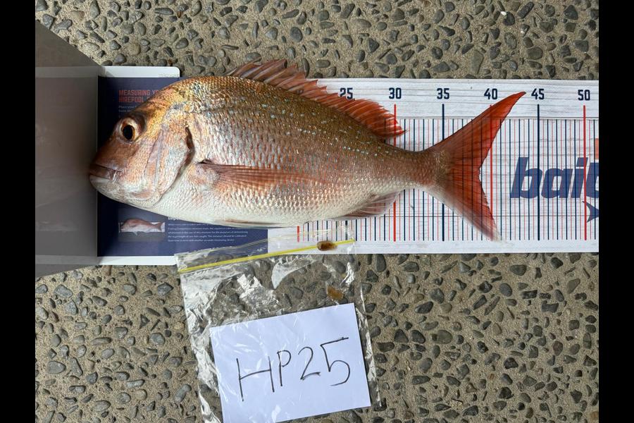 Jetley Geldenhuys caught this 38.5cm Snapper at Bay of Plenty during The Export NZ Fishing Competition