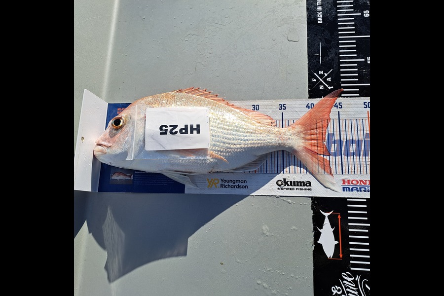 Steve Harris caught this 42.0cm Snapper at Coromandel during The Export NZ Fishing Competition