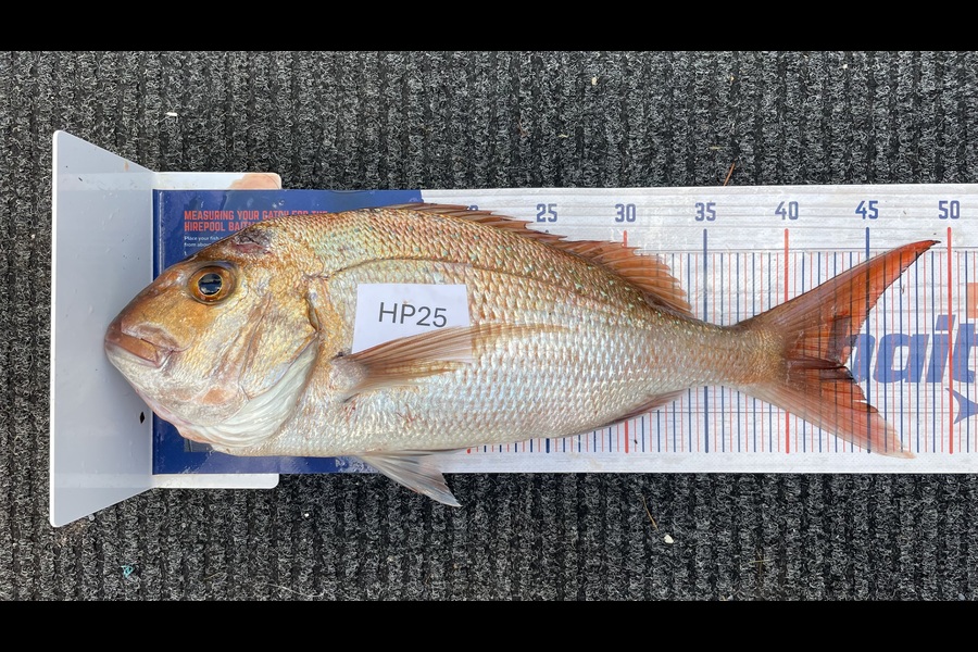 Bradley Wright caught this 43cm Snapper at Coromandel during The Export NZ Fishing Competition