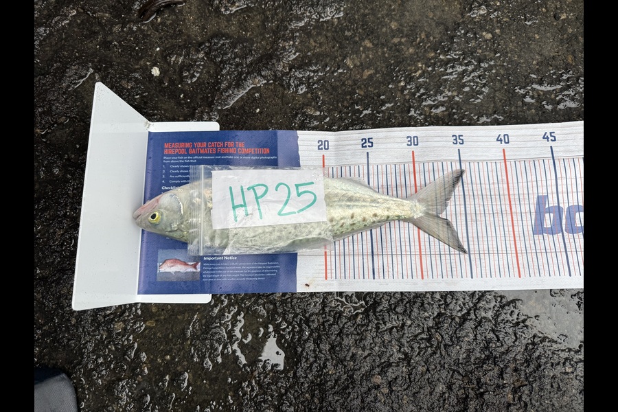 Marcquim Momo caught this 32.0cm Kahawai at Canterbury during The Export NZ Fishing Competition
