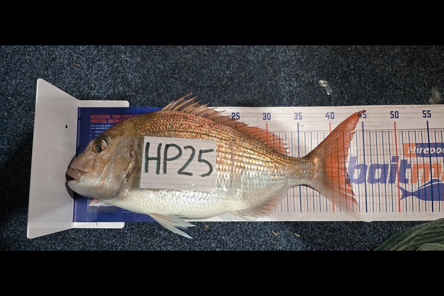 Gilbert Groenewald caught this 42.0cm Snapper at Bay of Plenty during The Export NZ Fishing Competition