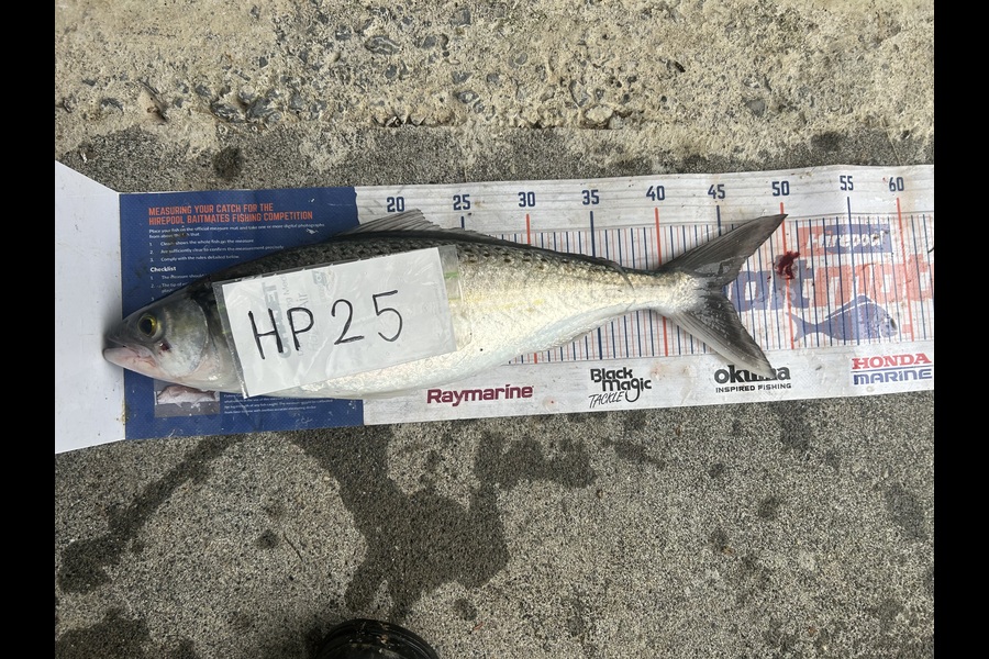 Jared Wilson caught this 45.0cm Kahawai at Wellington during The Export NZ Fishing Competition