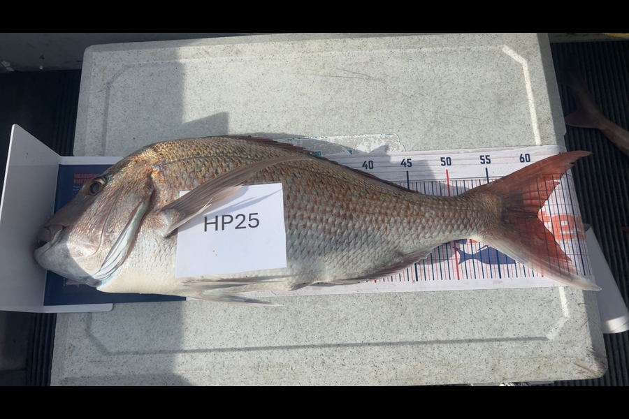 Hayden Trewavas caught this 60.5cm Snapper at Nelson/Marlborough during The Export NZ Fishing Competition
