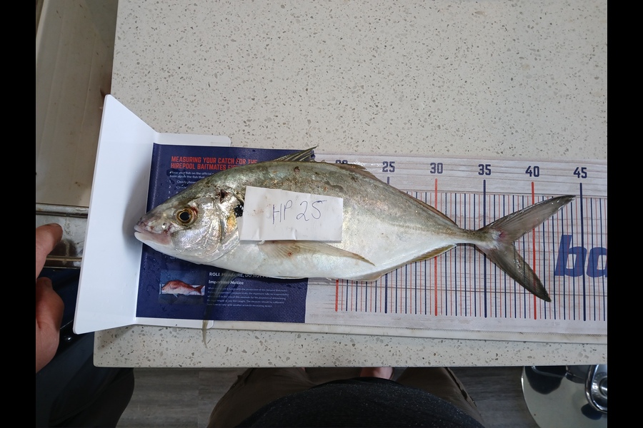 Jan Christoffel Greyling caught this 37.0cm Trevally at Hawkes Bay during The Export NZ Fishing Competition