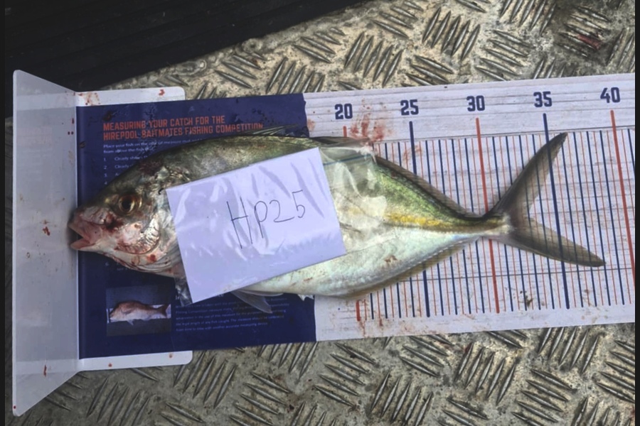 Alex Rasmussen caught this 33.0cm Trevally at Waikato during The Export NZ Fishing Competition