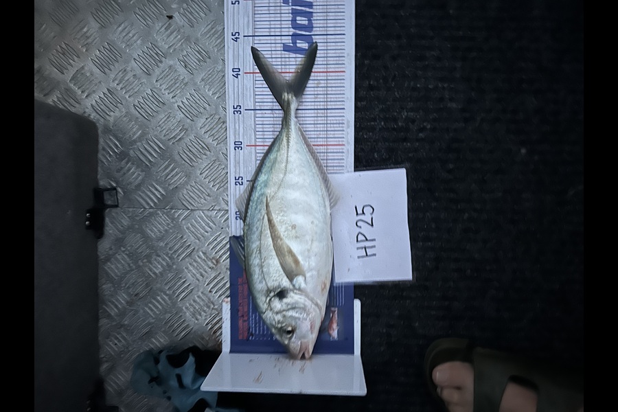 Bob FARAM caught this 38.5cm Trevally at Auckland during The Export NZ Fishing Competition