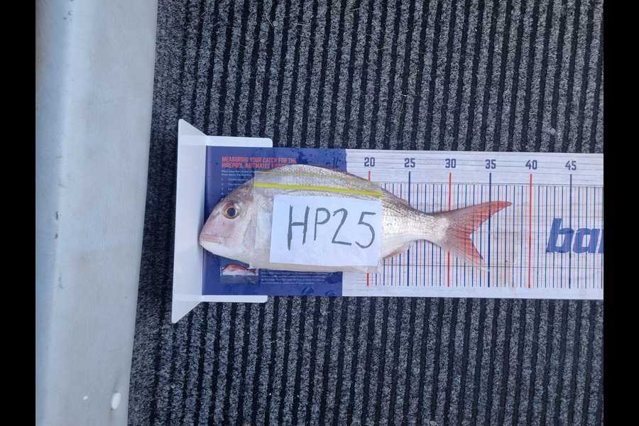 Melanie Laughland caught this 32.5cm Snapper at Bay of Plenty during The Export NZ Fishing Competition