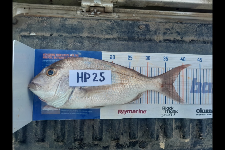 Glenn Morphett caught this 37.0cm Snapper at Northland during The Export NZ Fishing Competition