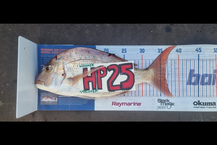 Greg Russell caught this 36cm Snapper at Waikato during The Export NZ Fishing Competition