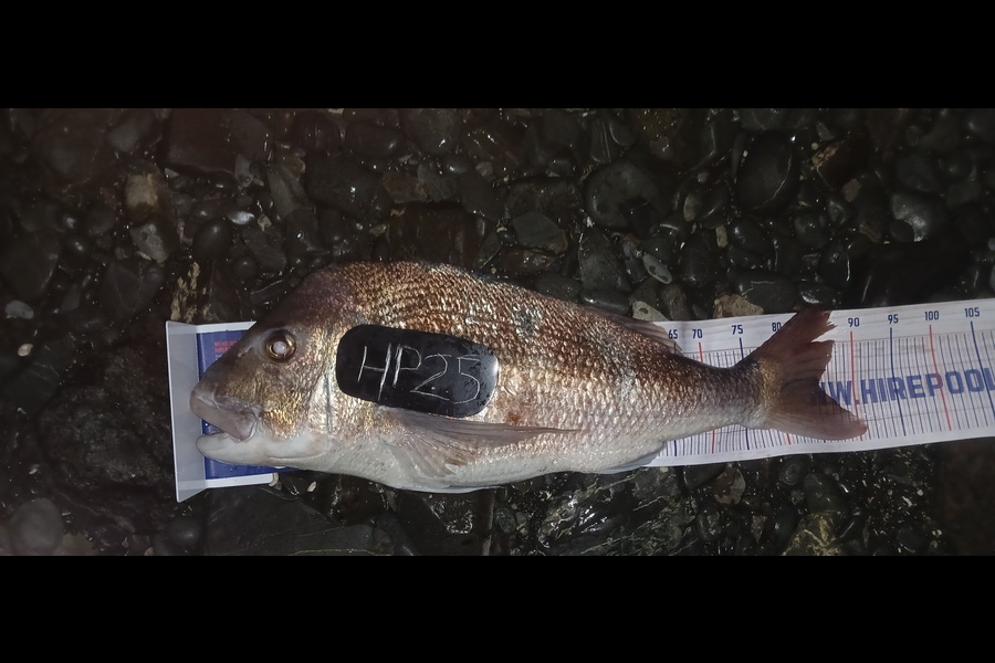 Mitchell Lindsay caught this 83.5cm Snapper at Auckland during The Export NZ Fishing Competition