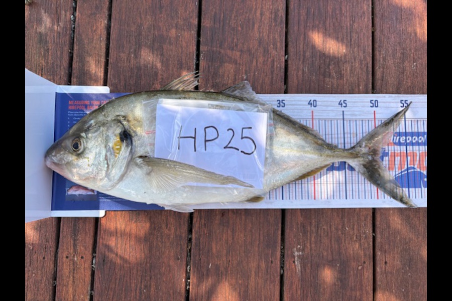 Natasha Woolford caught this 50.0cm Trevally at Northland during The Export NZ Fishing Competition